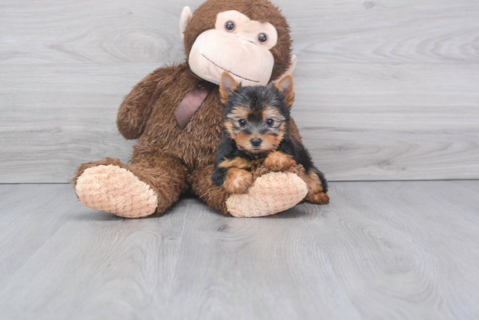 Akc Registered Yorkshire Terrier Baby