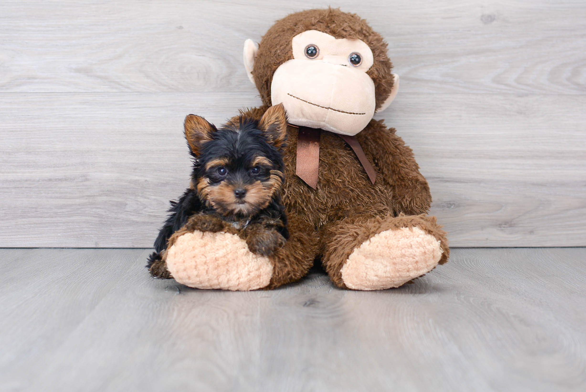 teddy bear yorkie puppies for sale