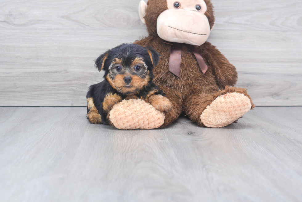 Little Yorkshire Terrier Purebred Pup