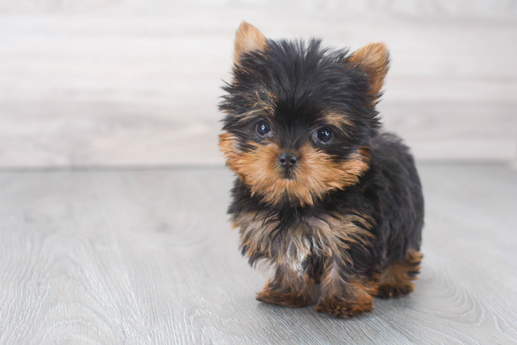 Friendly Yorkshire Terrier Baby
