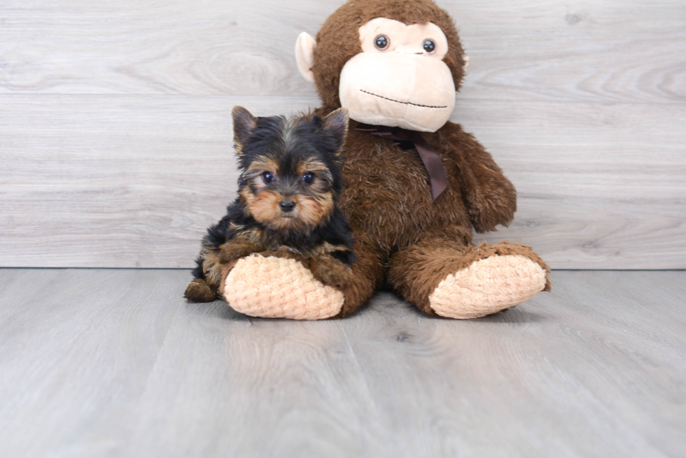 Adorable Yorkie Purebred Puppy