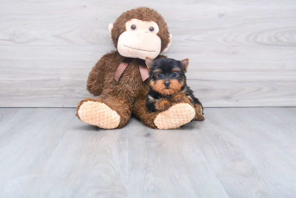 Meet Capone - our Yorkshire Terrier Puppy Photo 