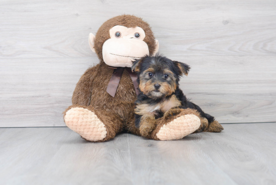 Funny Yorkshire Terrier Baby