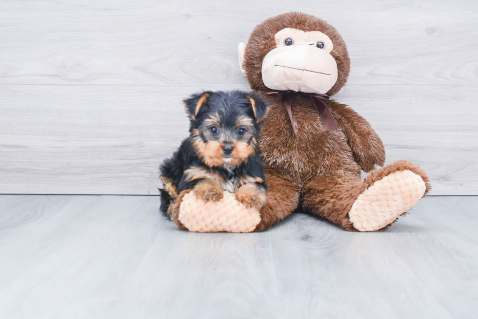Meet Diddy - our Yorkshire Terrier Puppy Photo 