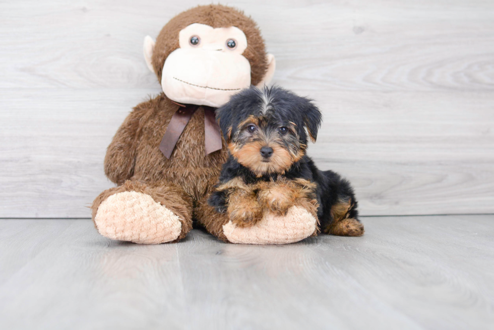Small Yorkshire Terrier Purebred Pup
