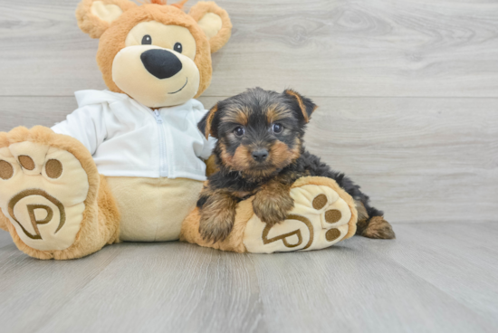 Small Yorkshire Terrier Baby