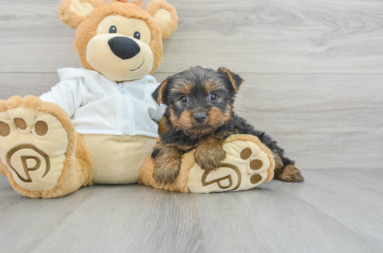 Small Yorkshire Terrier Baby