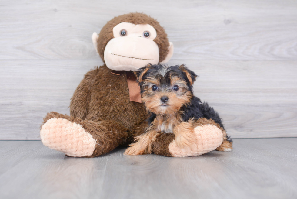 Playful Yorkshire Terrier Baby