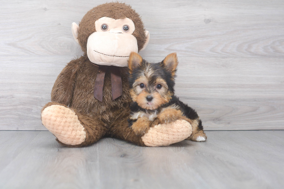 Friendly Yorkshire Terrier Baby