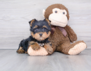 8 week old Yorkshire Terrier Puppy For Sale - Premier Pups