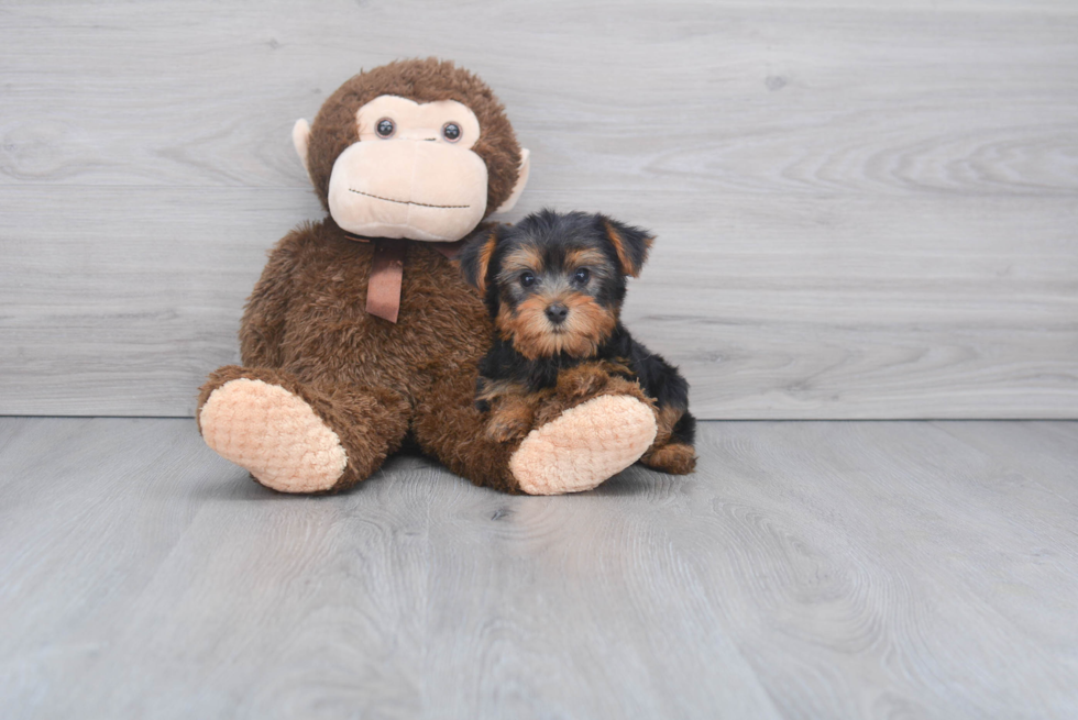 Meet Harry - our Yorkshire Terrier Puppy Photo 