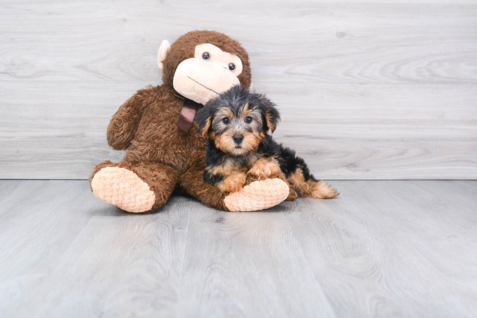 Meet Joey - our Yorkshire Terrier Puppy Photo 
