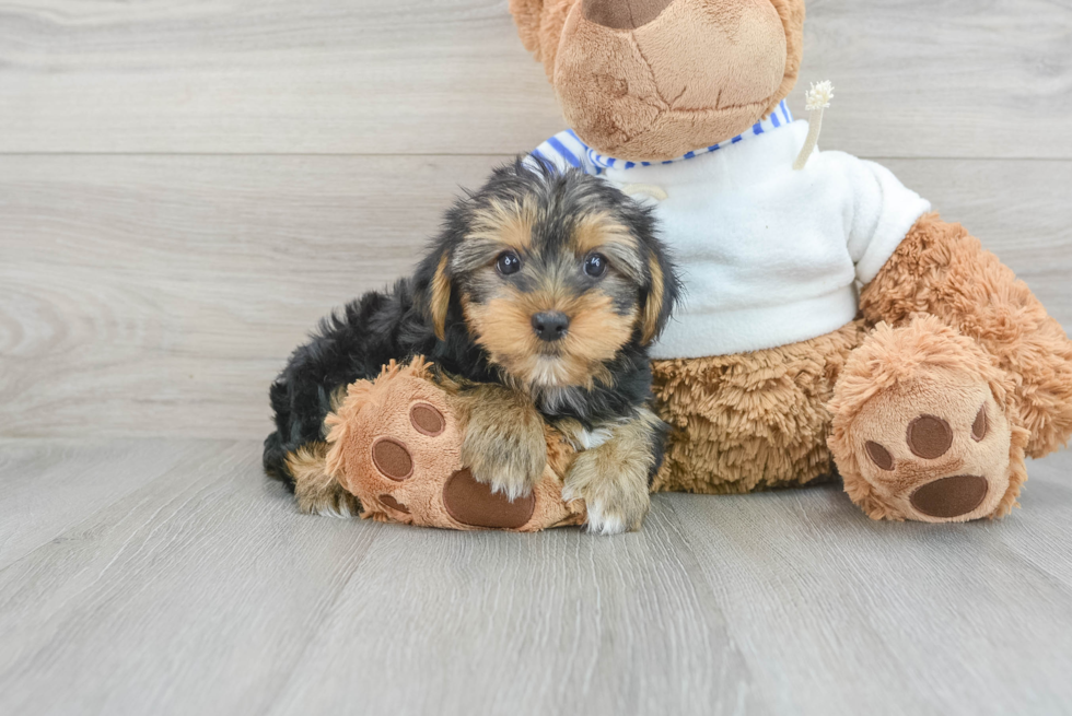 Playful Yorkshire Terrier Purebred Pup