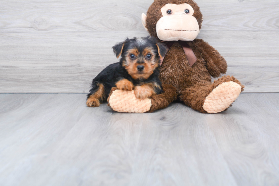 Meet Lisa - our Yorkshire Terrier Puppy Photo 