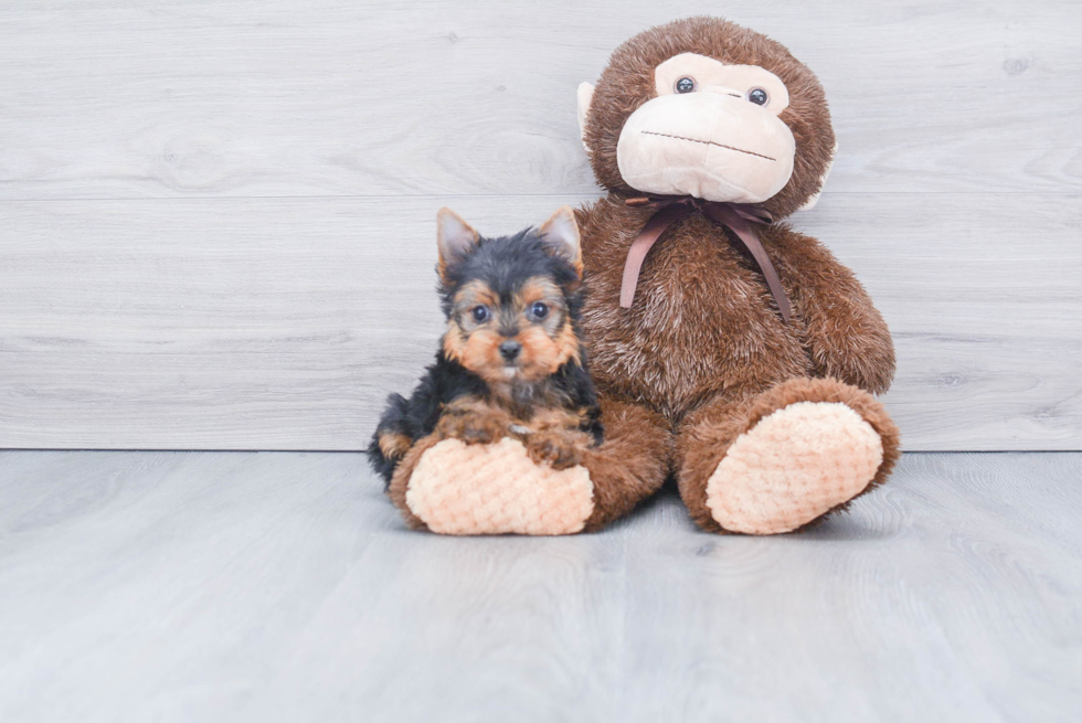 Meet Bendal - our Yorkshire Terrier Puppy Photo 