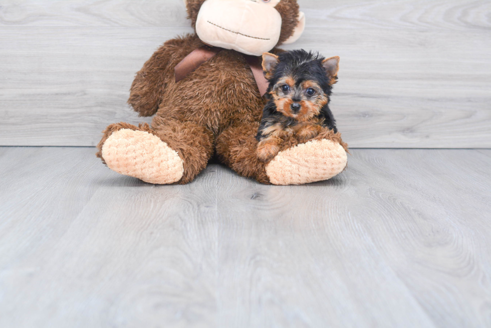 Meet Stormi - our Yorkshire Terrier Puppy Photo 