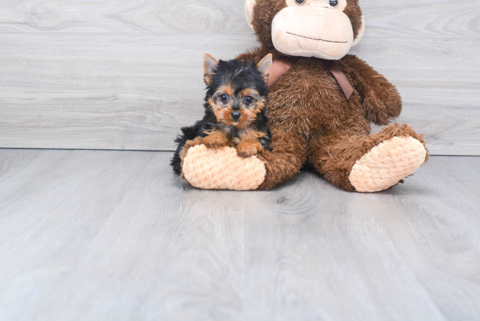 Meet Stormi - our Yorkshire Terrier Puppy Photo 