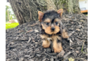 Meet Nugget - our Yorkshire Terrier Puppy Photo 2/3 - Premier Pups