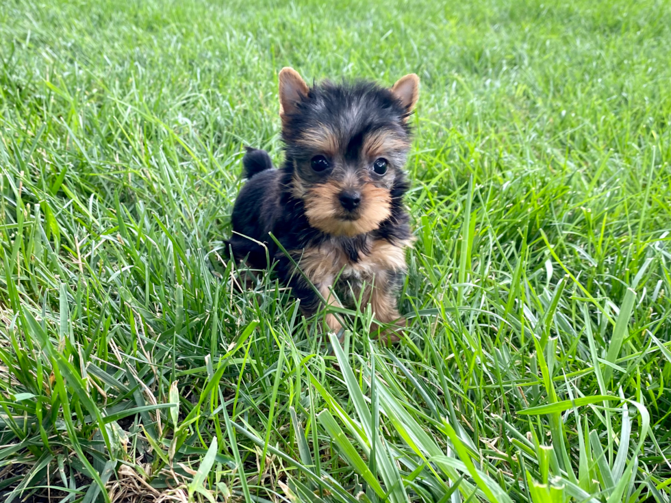 Meet Daisy - our Yorkshire Terrier Puppy Photo 