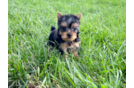 Meet Nugget - our Yorkshire Terrier Puppy Photo 1/3 - Premier Pups