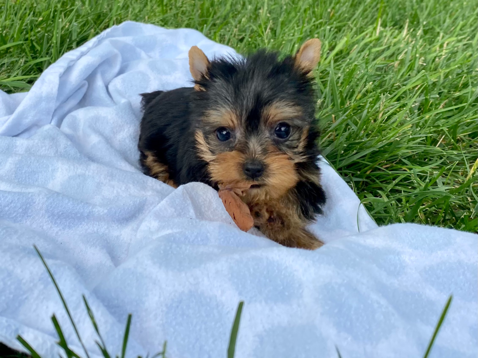 Meet Daisy - our Yorkshire Terrier Puppy Photo 