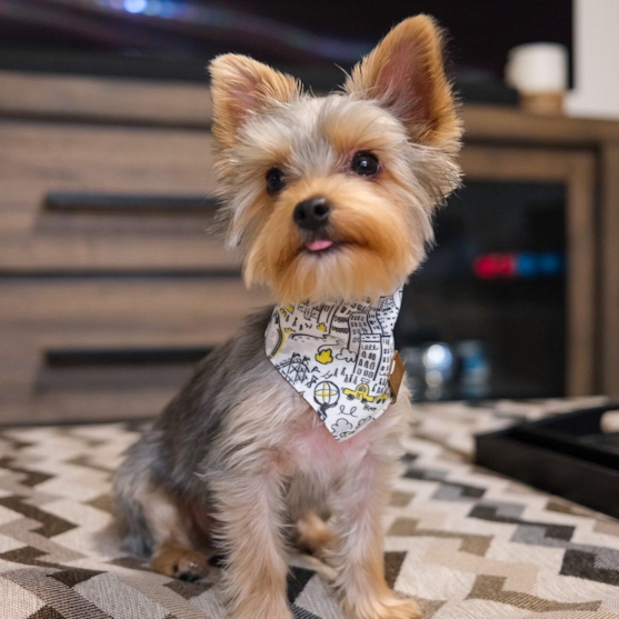 Blue and gold Yorkshire terrier dog wearing a scarf