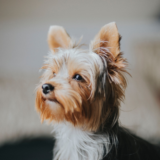 Silver and gold Yorkshire terrier posing