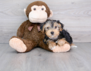 9 week old Yorkshire Terrier Puppy For Sale - Premier Pups