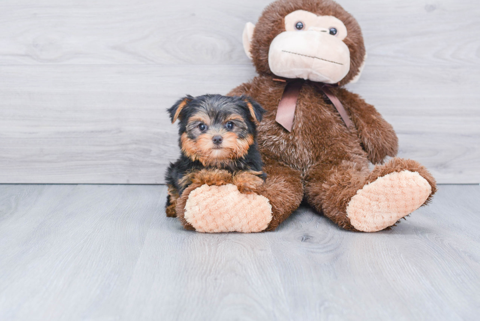Meet Rascal - our Yorkshire Terrier Puppy Photo 