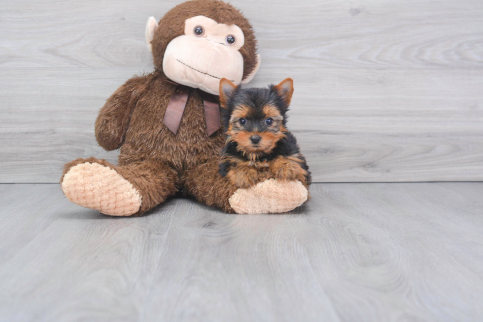 Hypoallergenic Yorkshire Terrier Baby