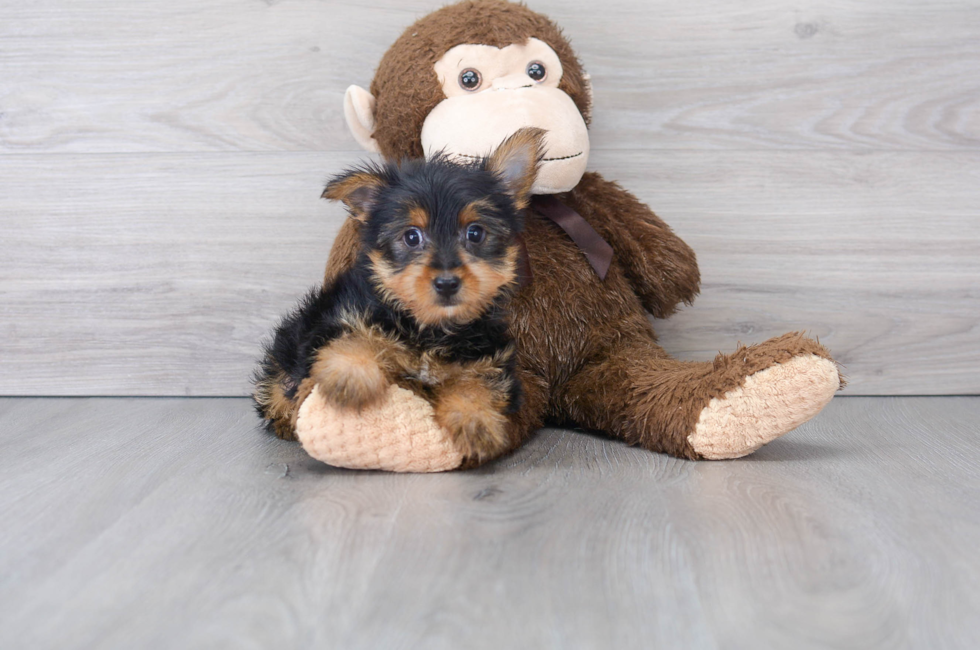 8 week old Yorkshire Terrier Puppy For Sale - Premier Pups