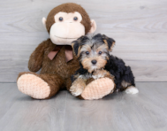 9 week old Yorkshire Terrier Puppy For Sale - Premier Pups