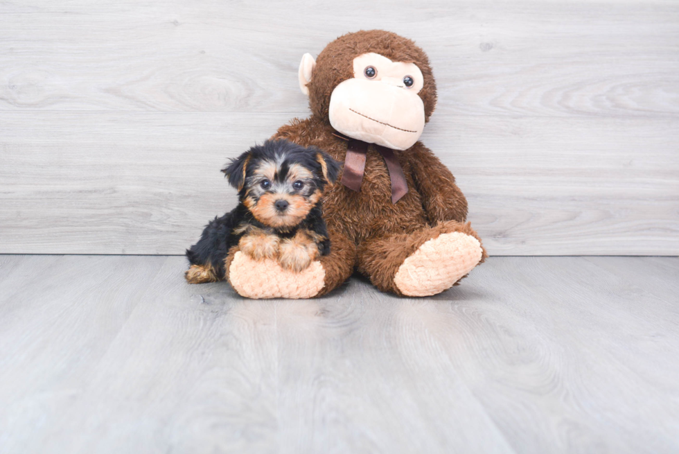 Meet Cos  - our Yorkshire Terrier Puppy Photo 
