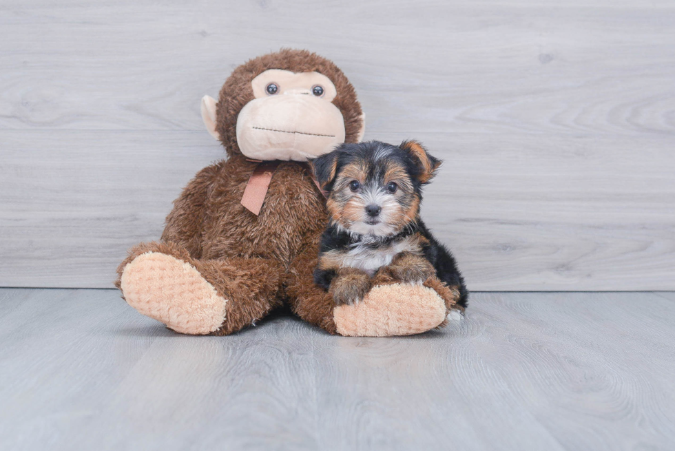 Meet King - our Yorkshire Terrier Puppy Photo 