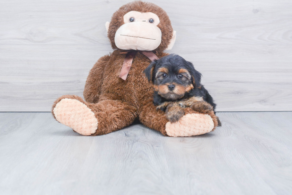 Meet Axel - our Yorkshire Terrier Puppy Photo 