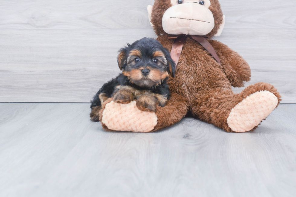 Meet Axel - our Yorkshire Terrier Puppy Photo 