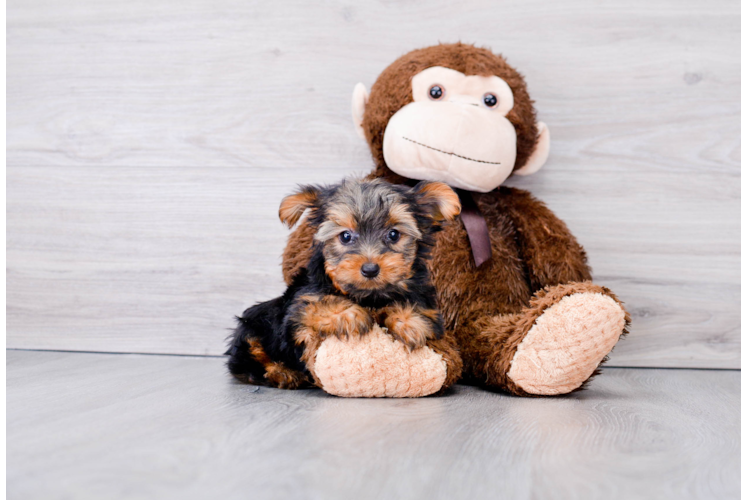 Meet Timmy - our Yorkshire Terrier Puppy Photo 1/3 - Premier Pups