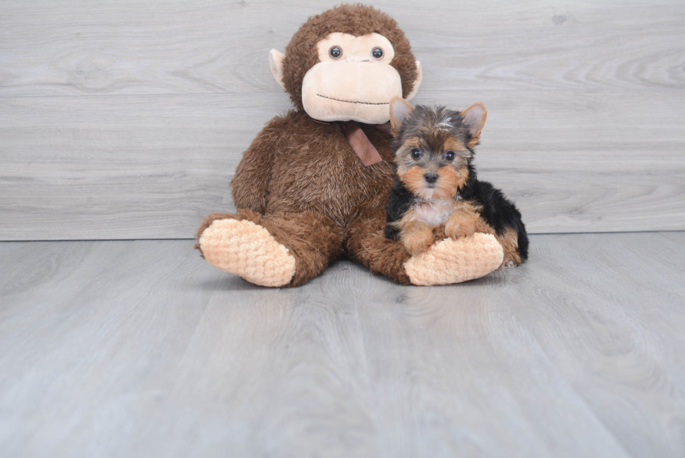 Meet Izzy - our Yorkshire Terrier Puppy Photo 