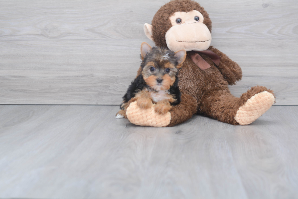 Meet Izzy - our Yorkshire Terrier Puppy Photo 
