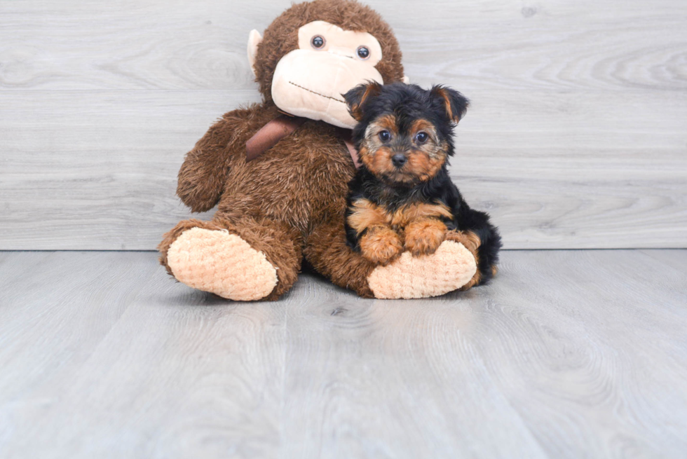 Meet Piper - our Yorkshire Terrier Puppy Photo 