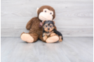 Meet Twinkle - our Yorkshire Terrier Puppy Photo 1/2 - Premier Pups