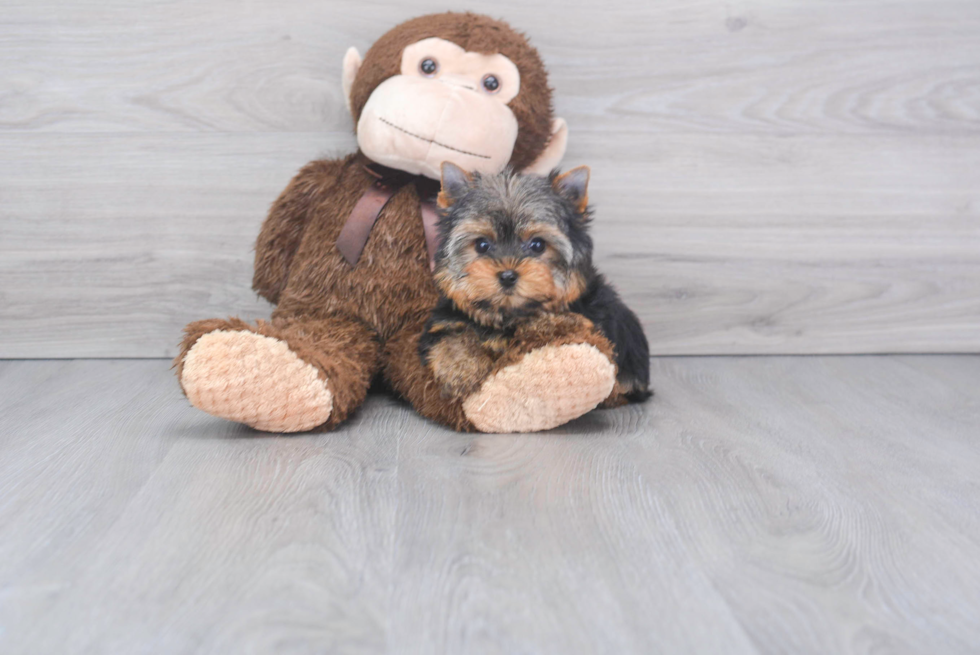 Friendly Yorkshire Terrier Purebred Pup