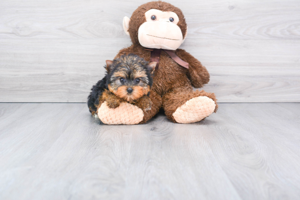 Meet Maui - our Yorkshire Terrier Puppy Photo 