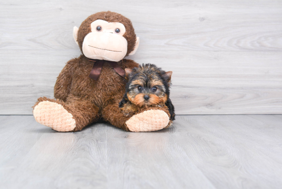 Meet Maui - our Yorkshire Terrier Puppy Photo 