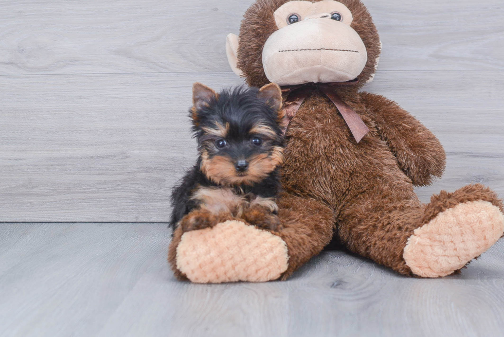 Meet Messi - our Yorkshire Terrier Puppy Photo 