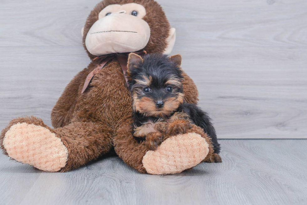 Meet Messi - our Yorkshire Terrier Puppy Photo 