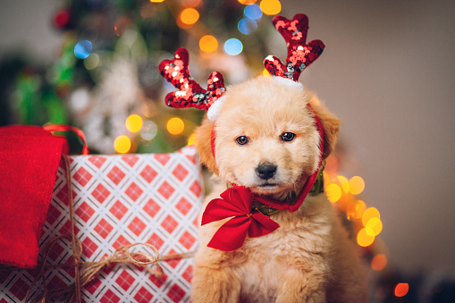 puppy's first christmas sweater