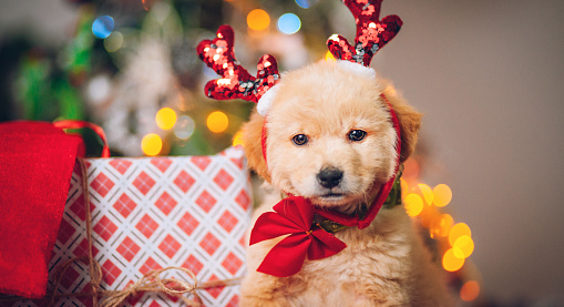 Your Puppy's First Christmas