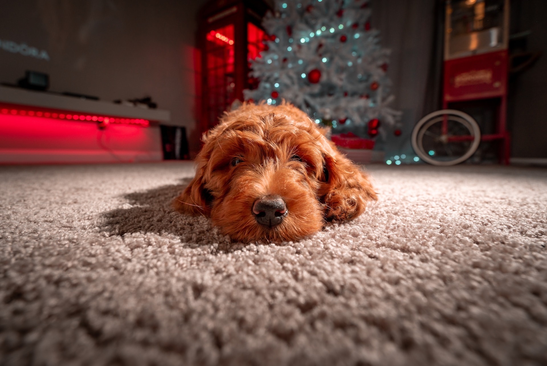 A Puppy Christmas