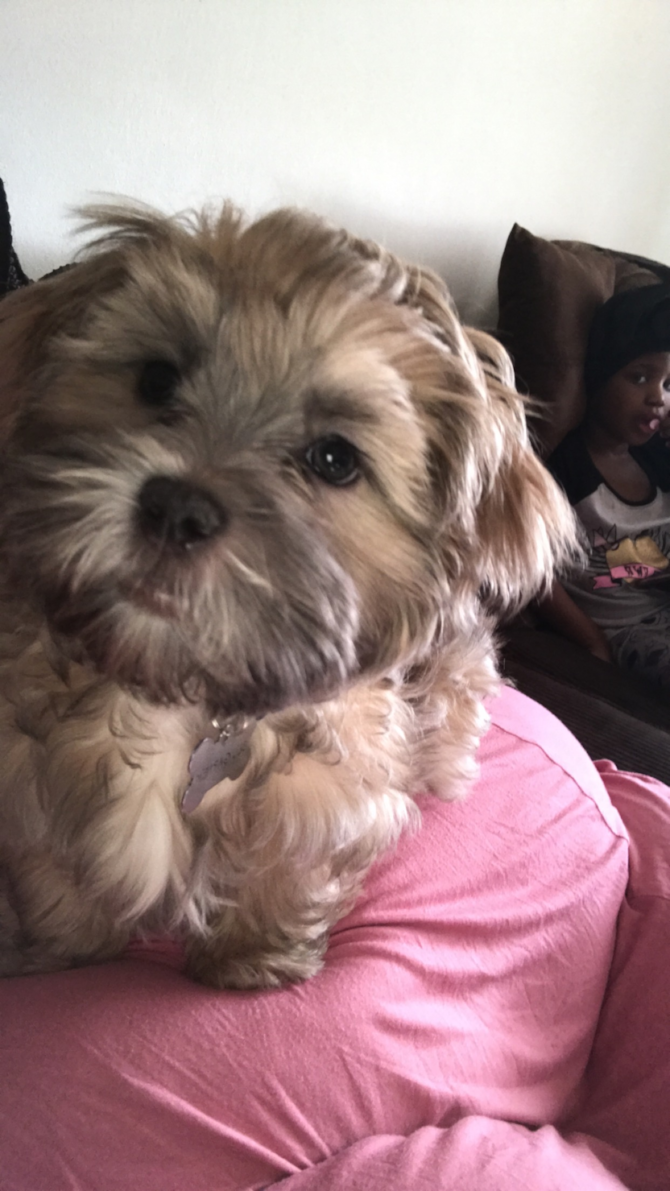 Blu (Buddy)